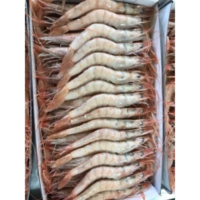 GAMBA BLANCA GIGANTE C/ 1K